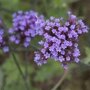 Verbena bonariensis 'Lollipop'